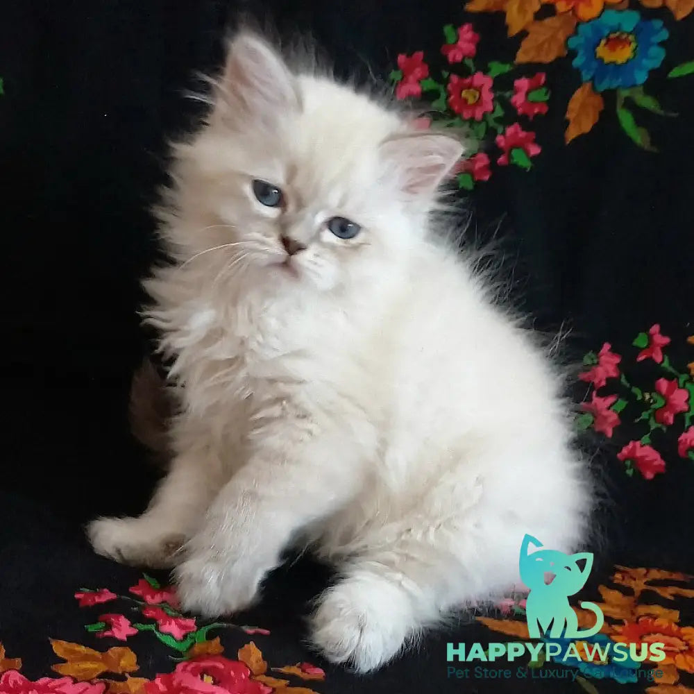 Mikhey Siberian male blue tabby pointed - live animals