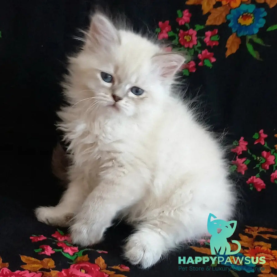 Mikhey Siberian male blue tabby pointed - live animals