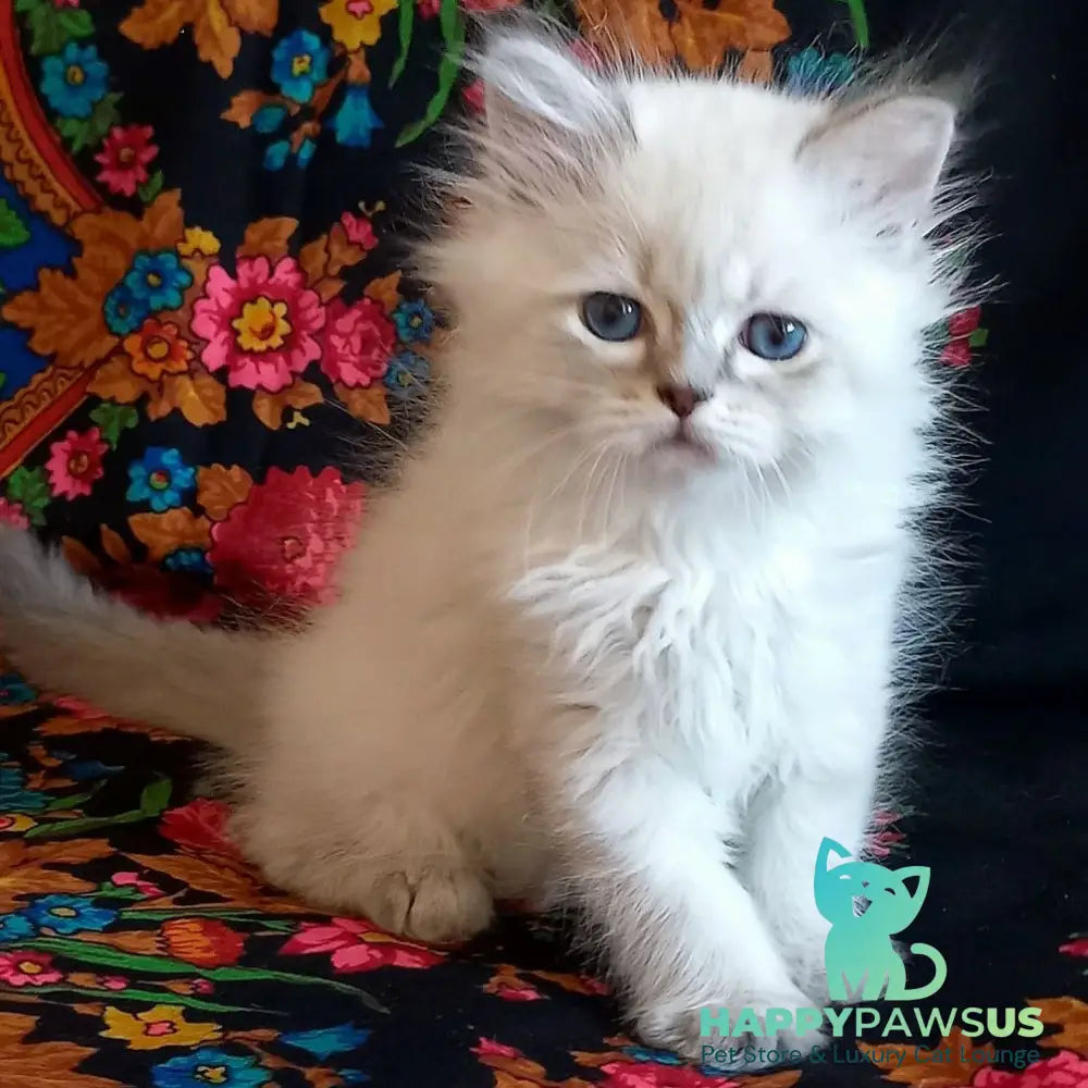 Mikhey Siberian male blue tabby pointed - live animals