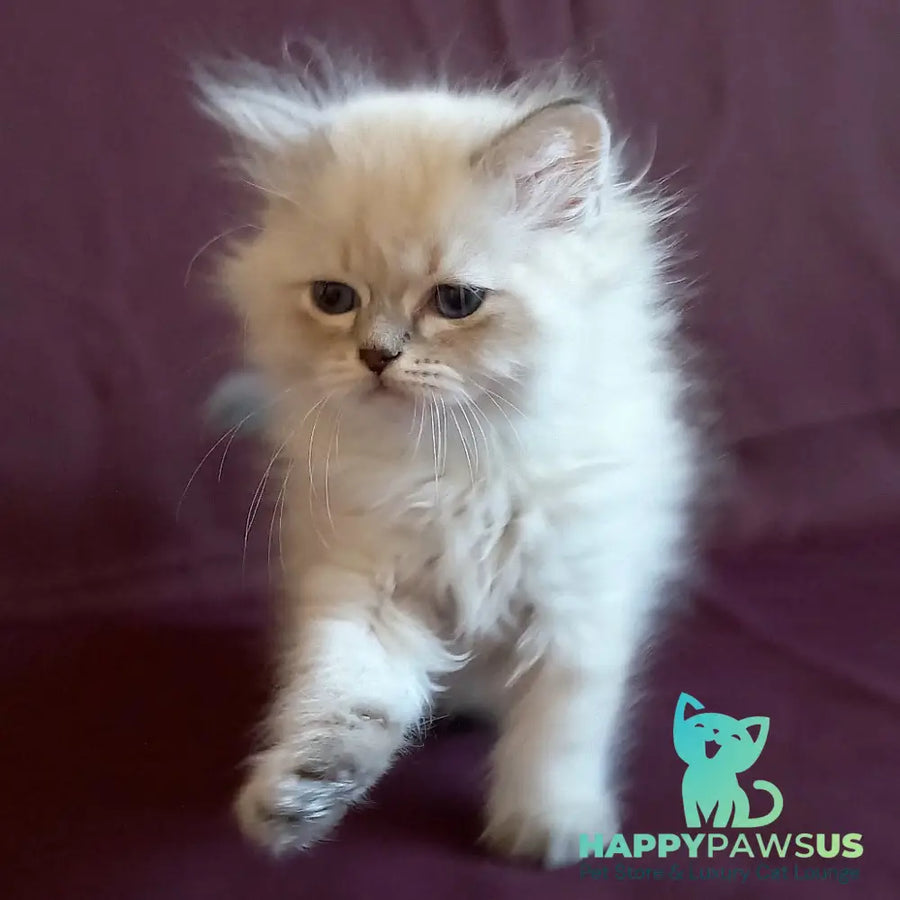 Mikhey Siberian male blue tabby pointed - live animals