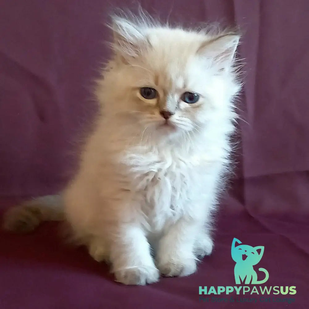 Mikhey Siberian male blue tabby pointed - live animals