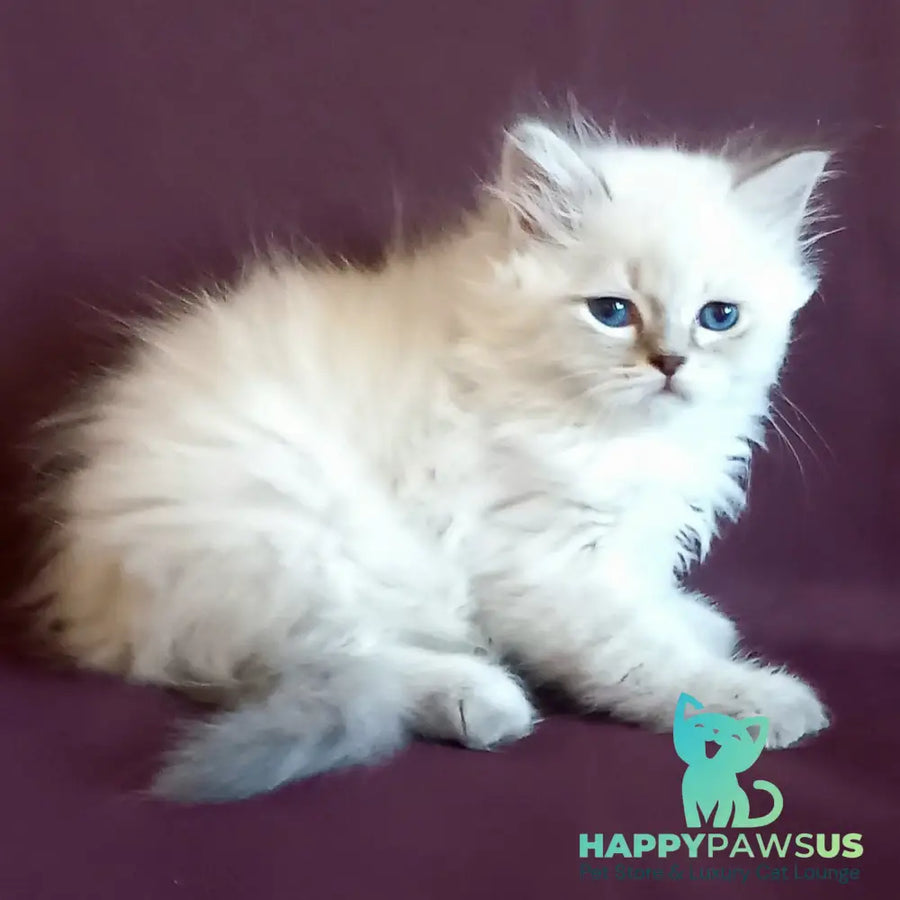 Mikhey Siberian male blue tabby pointed - live animals