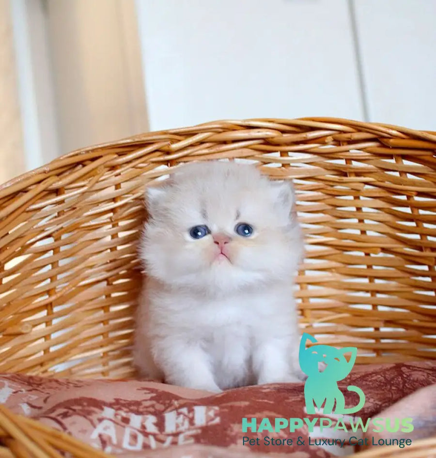 Miki British Longhair male blue golden chinchilla - live animals