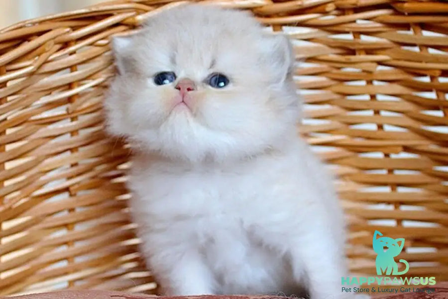 Miki British Longhair male blue golden chinchilla - live animals