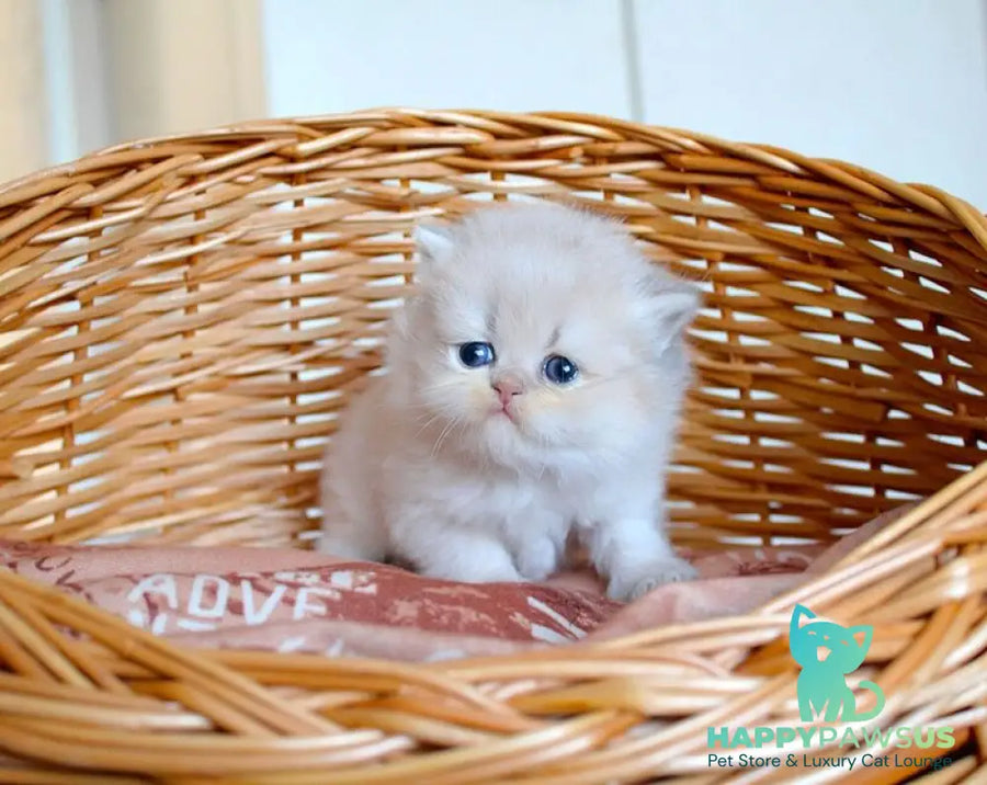 Miki British Longhair male blue golden chinchilla - live animals