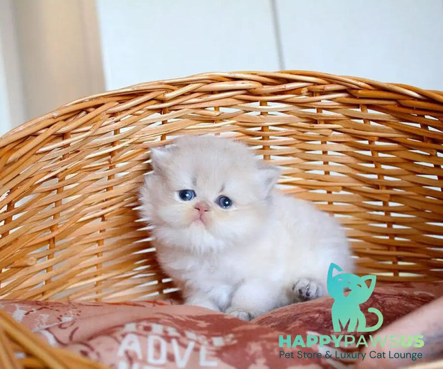Miki British Longhair male blue golden chinchilla - live animals