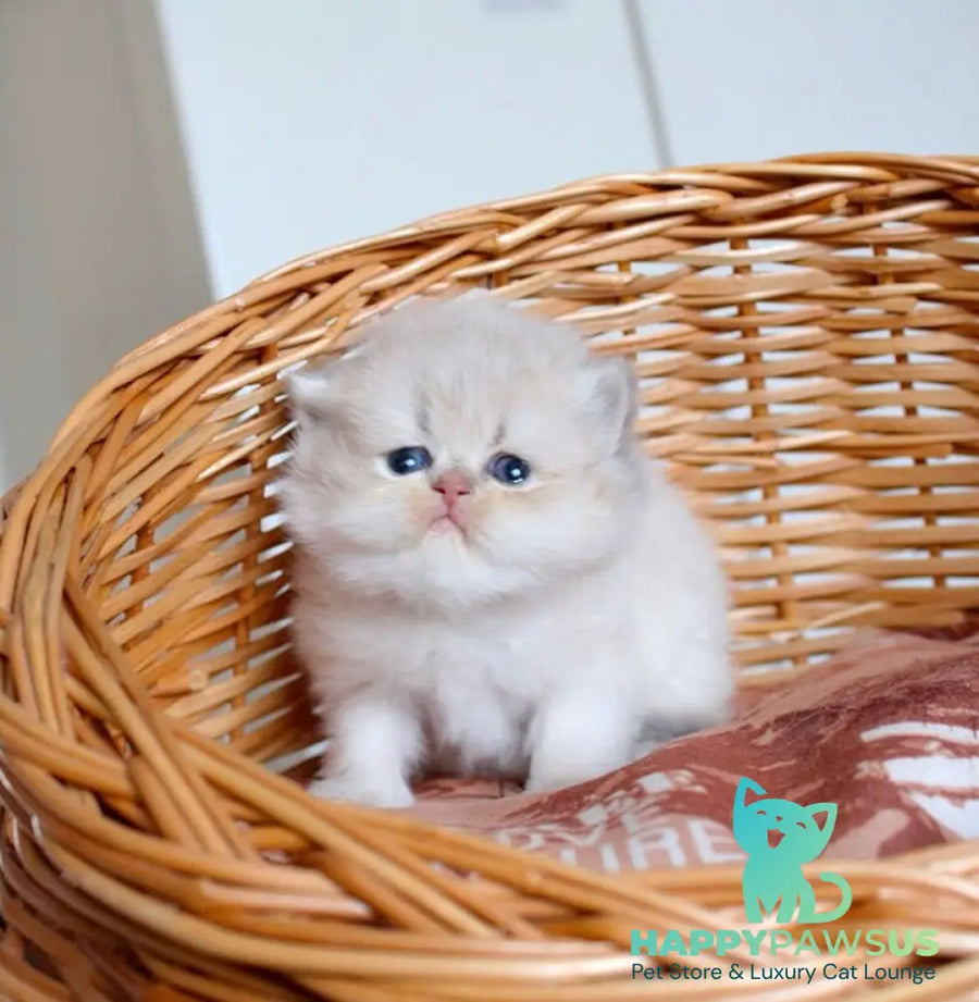 Miki British Longhair male blue golden chinchilla - live animals