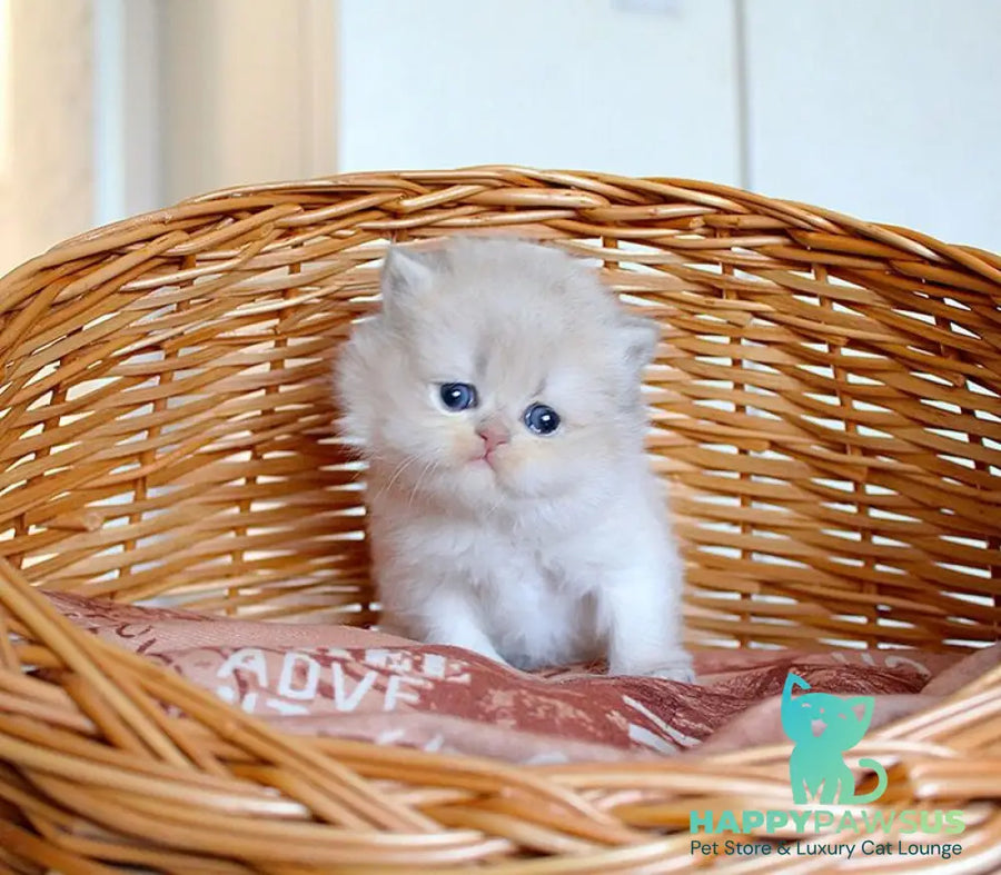 Miki British Longhair male blue golden chinchilla - live animals