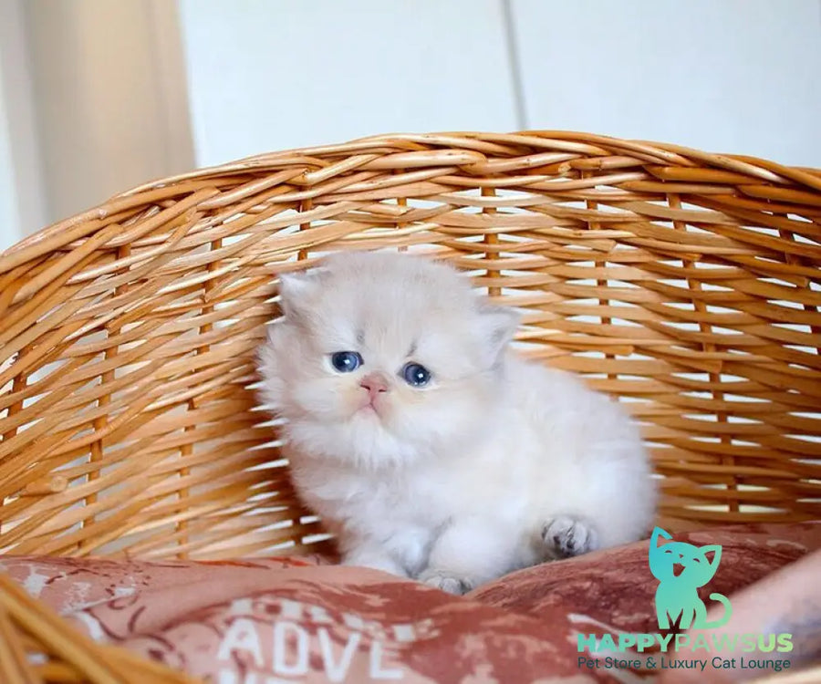 Miki British Longhair male blue golden chinchilla - live animals