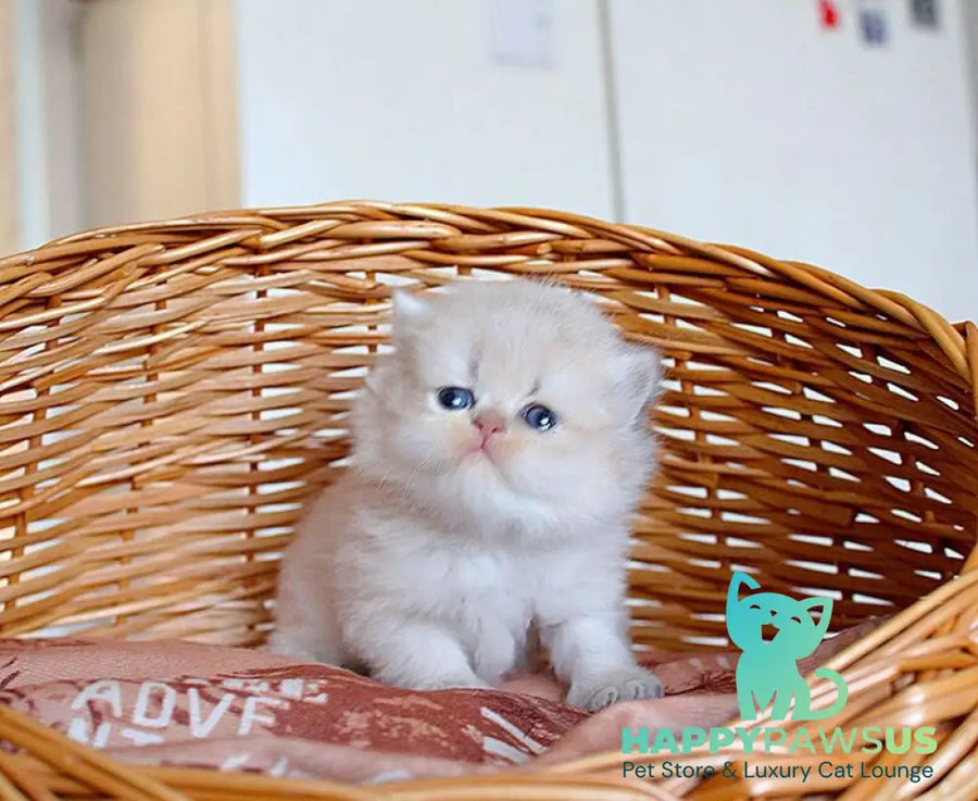 Miki British Longhair male blue golden chinchilla - live animals