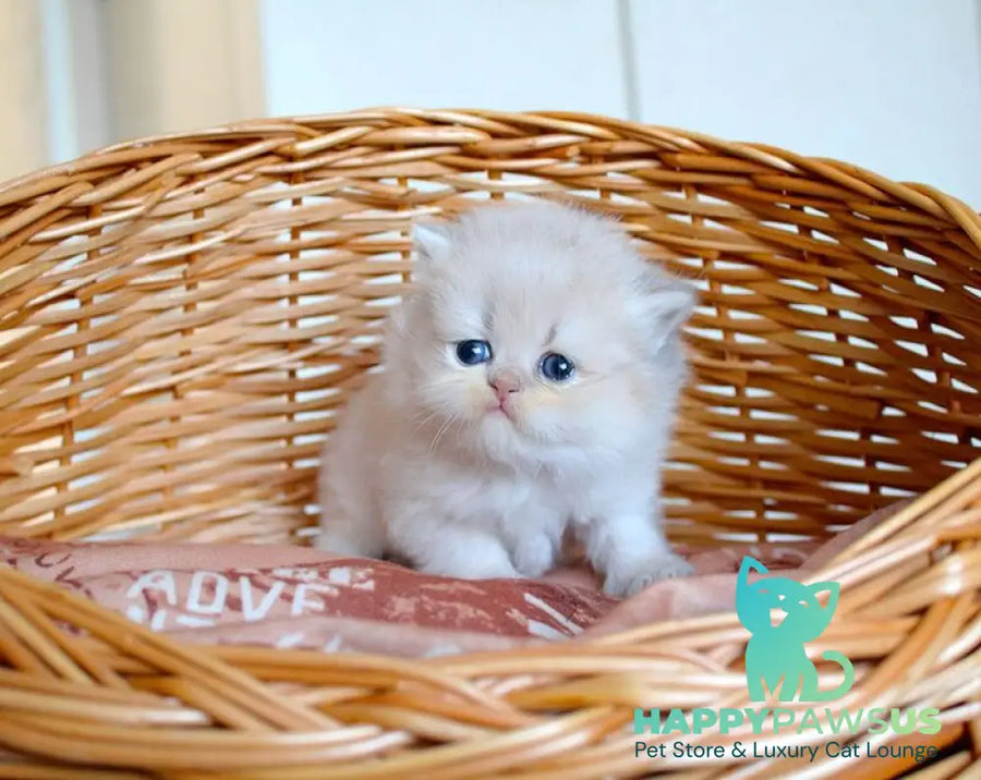 Miki British Longhair male blue golden chinchilla - live animals