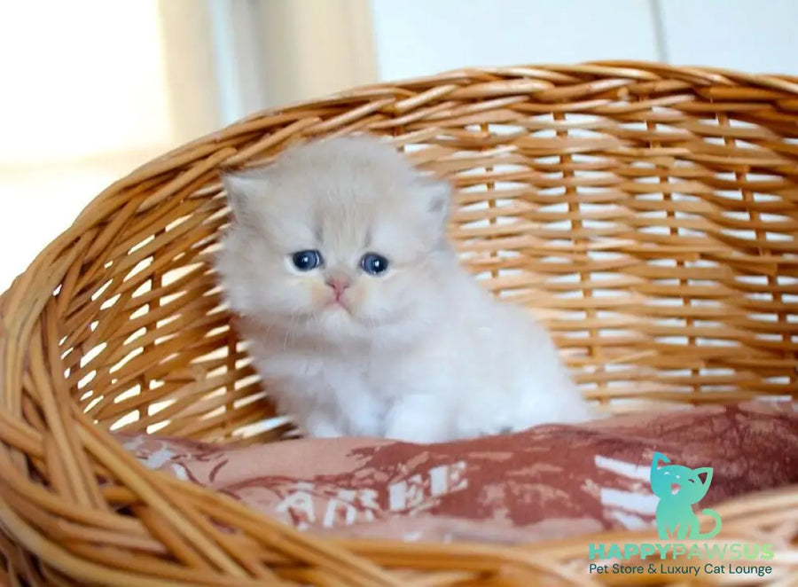 Miki British Longhair male blue golden chinchilla - live animals
