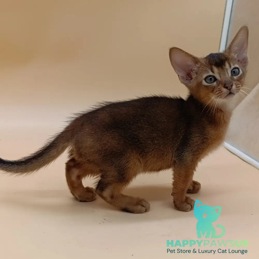 Mikkel Abyssinian male black - live animals