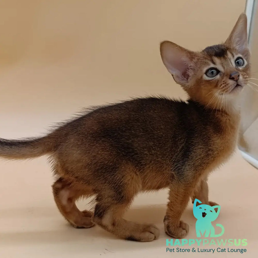 Mikkel Abyssinian male black - live animals