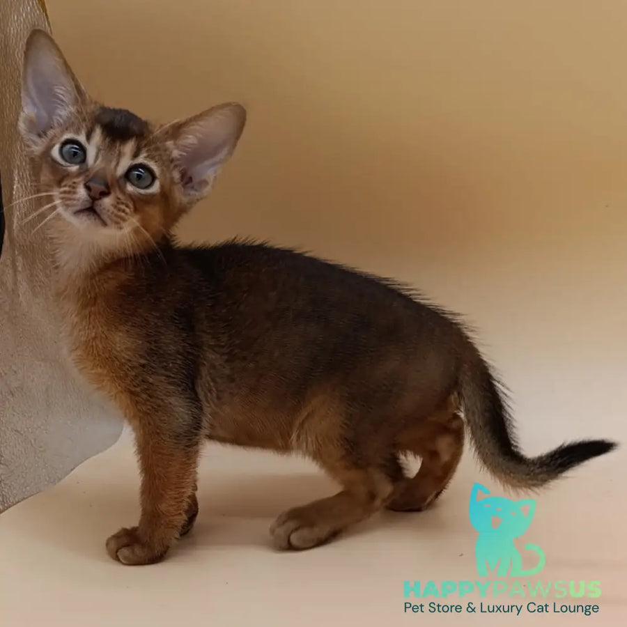 Mikkel Abyssinian male black - live animals