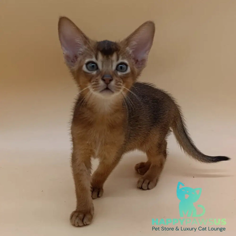 Mikkel Abyssinian male black - live animals