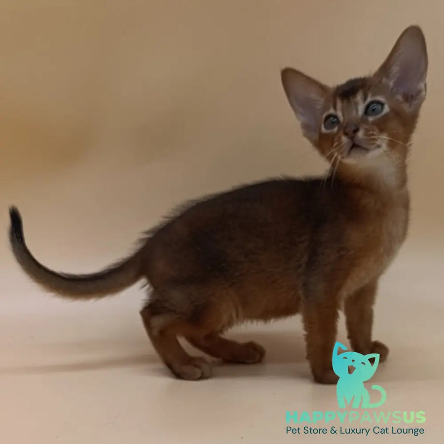 Mikkel Abyssinian male black - live animals