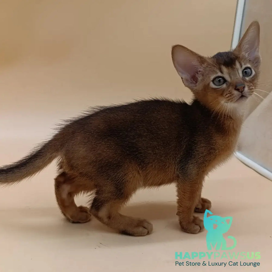 Mikkel Abyssinian male black - live animals