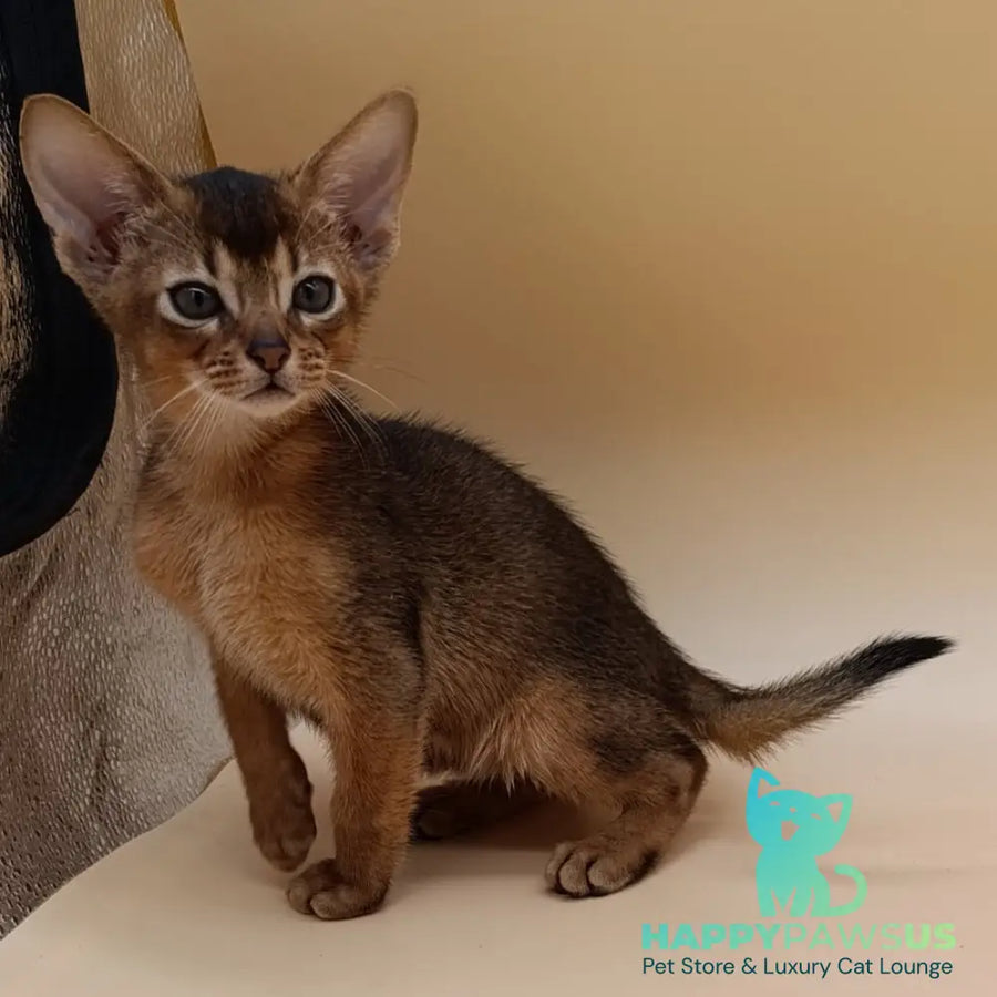 Mikkel Abyssinian male black - live animals