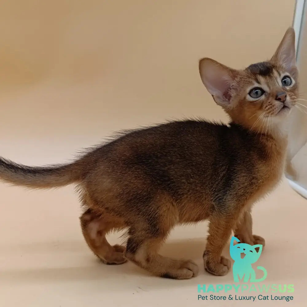 Mikkel Abyssinian male ruddy - live animals