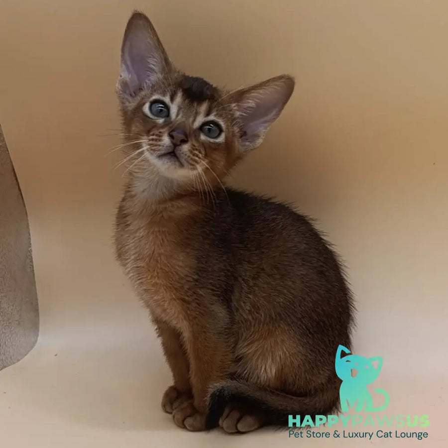 Mikkel Abyssinian male ruddy - live animals