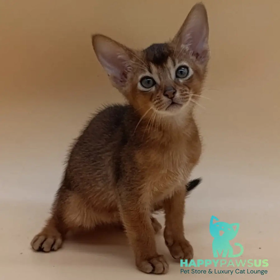 Mikkel Abyssinian male ruddy - live animals