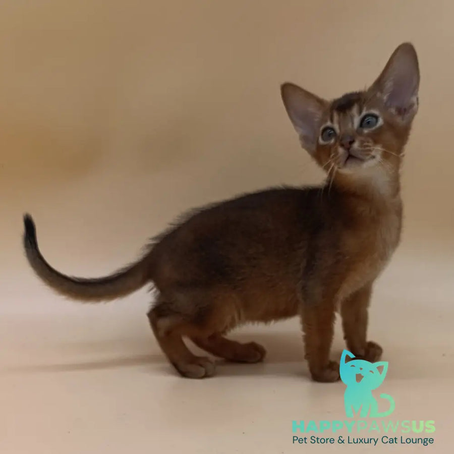 Mikkel Abyssinian male ruddy - live animals