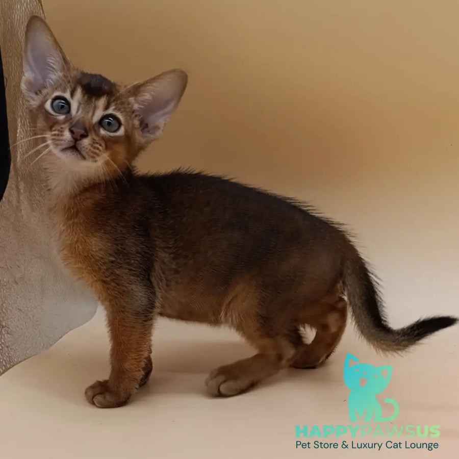 Mikkel Abyssinian male ruddy - live animals