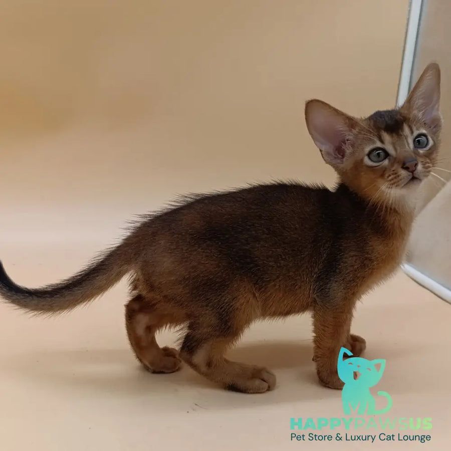 Mikkel Abyssinian male ruddy - live animals