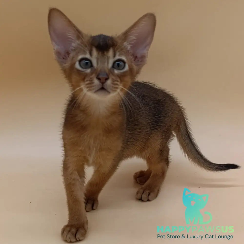 Mikkel Abyssinian male ruddy - live animals