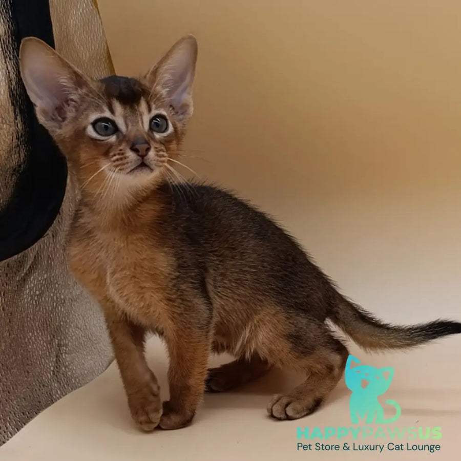 Mikkel Abyssinian male ruddy - live animals
