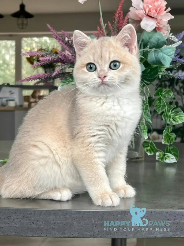 Mikki British Shorthair female blue golden chinchilla live animals