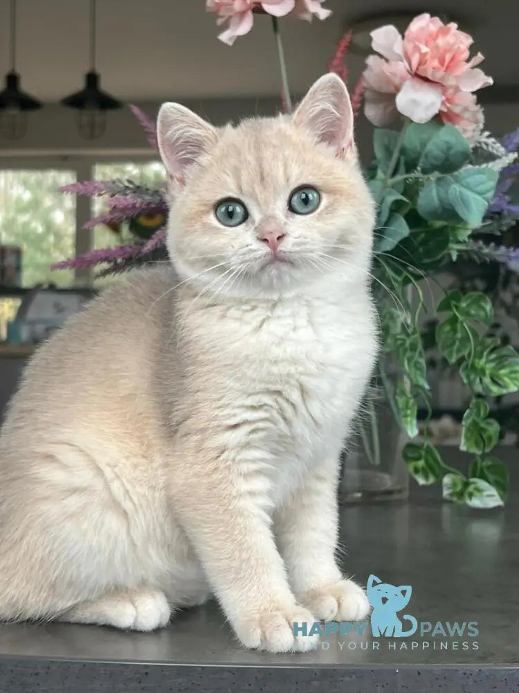 Mikki British Shorthair female blue golden chinchilla live animals