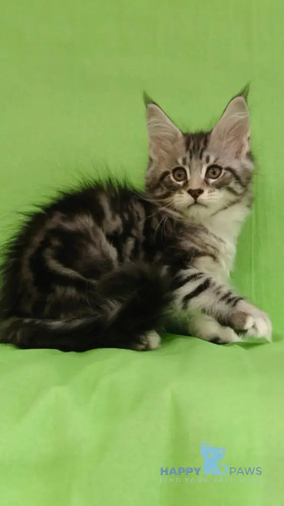 Mikki Maine Coon male black silver tabby with white live animals
