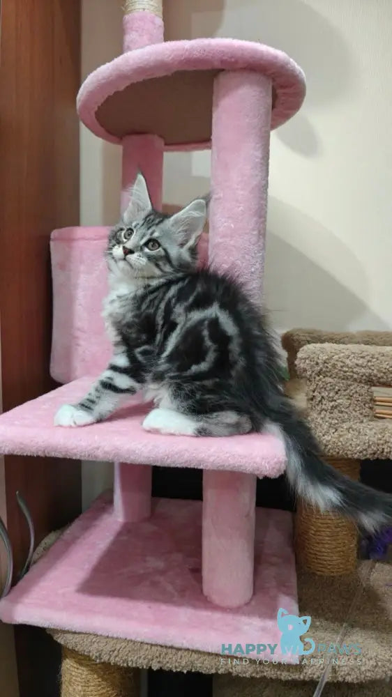 Mikki Maine Coon male black silver tabby with white live animals