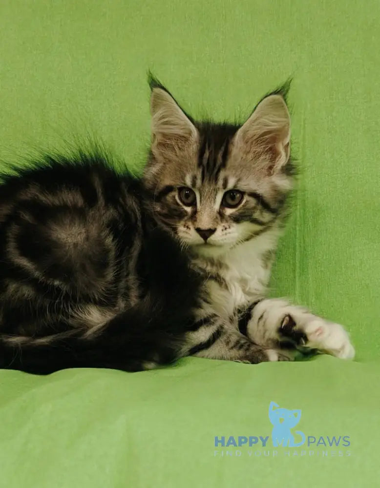 Mikki Maine Coon male black silver tabby with white live animals
