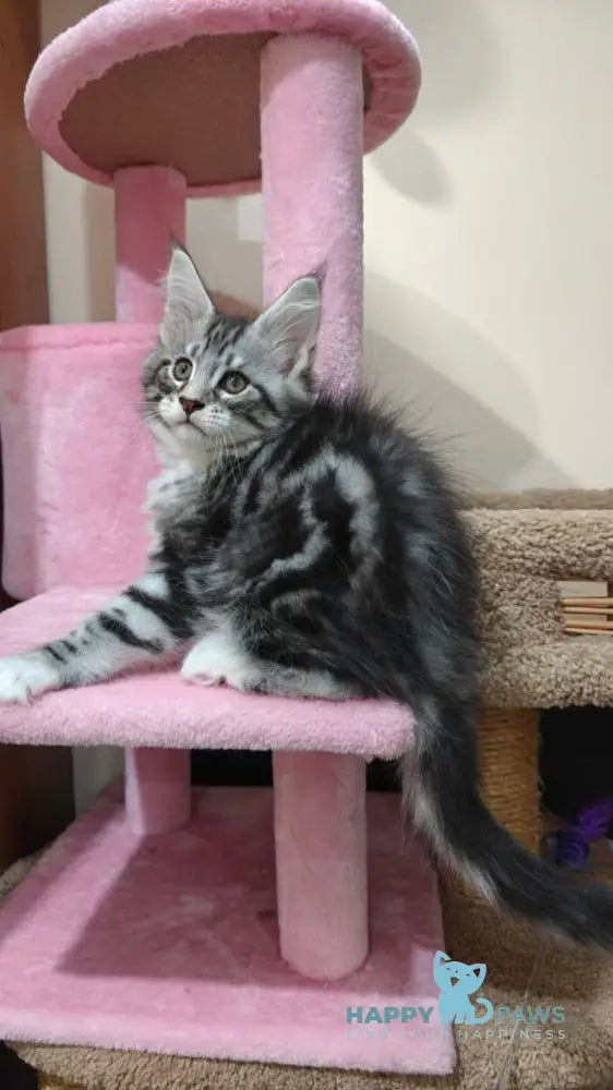 Mikki Maine Coon male black silver tabby with white live animals