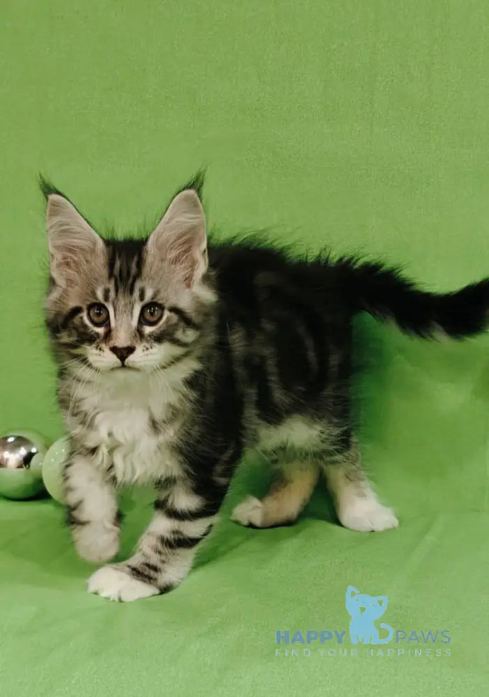 Mikki Maine Coon male black silver tabby with white live animals