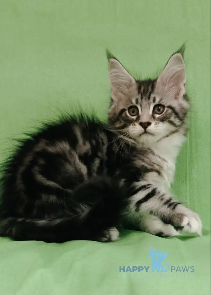Mikki Maine Coon male black silver tabby with white live animals