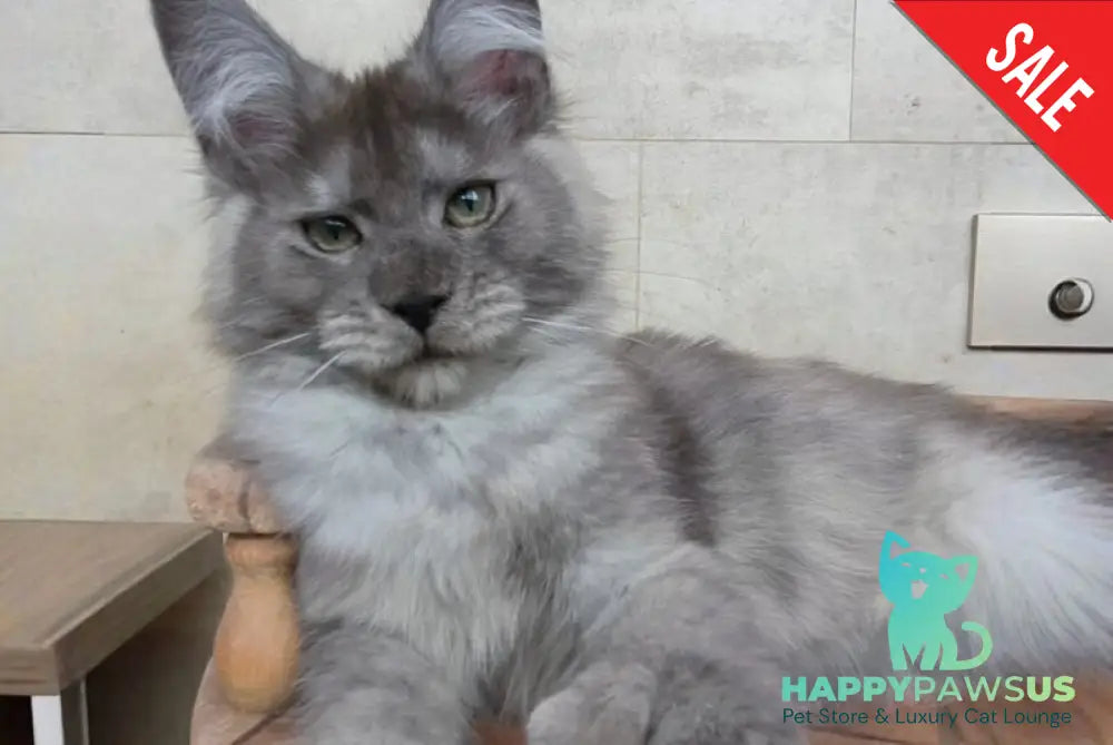 Mikki Maine Coon polydactyl male black silver - live animals