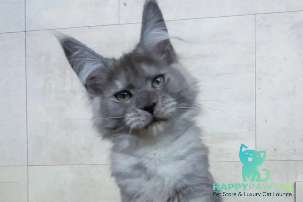 Mikki Maine Coon polydactyl male black silver - live animals