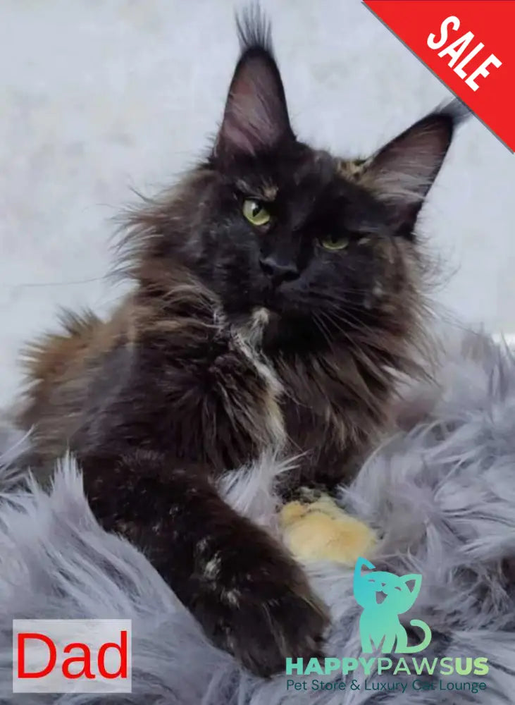Mikki Maine Coon polydactyl male black silver - live animals