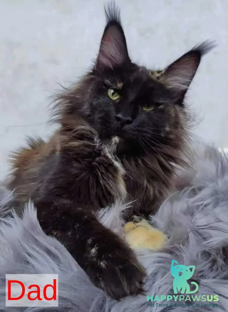 Mikki Maine Coon polydactyl male black silver - live animals