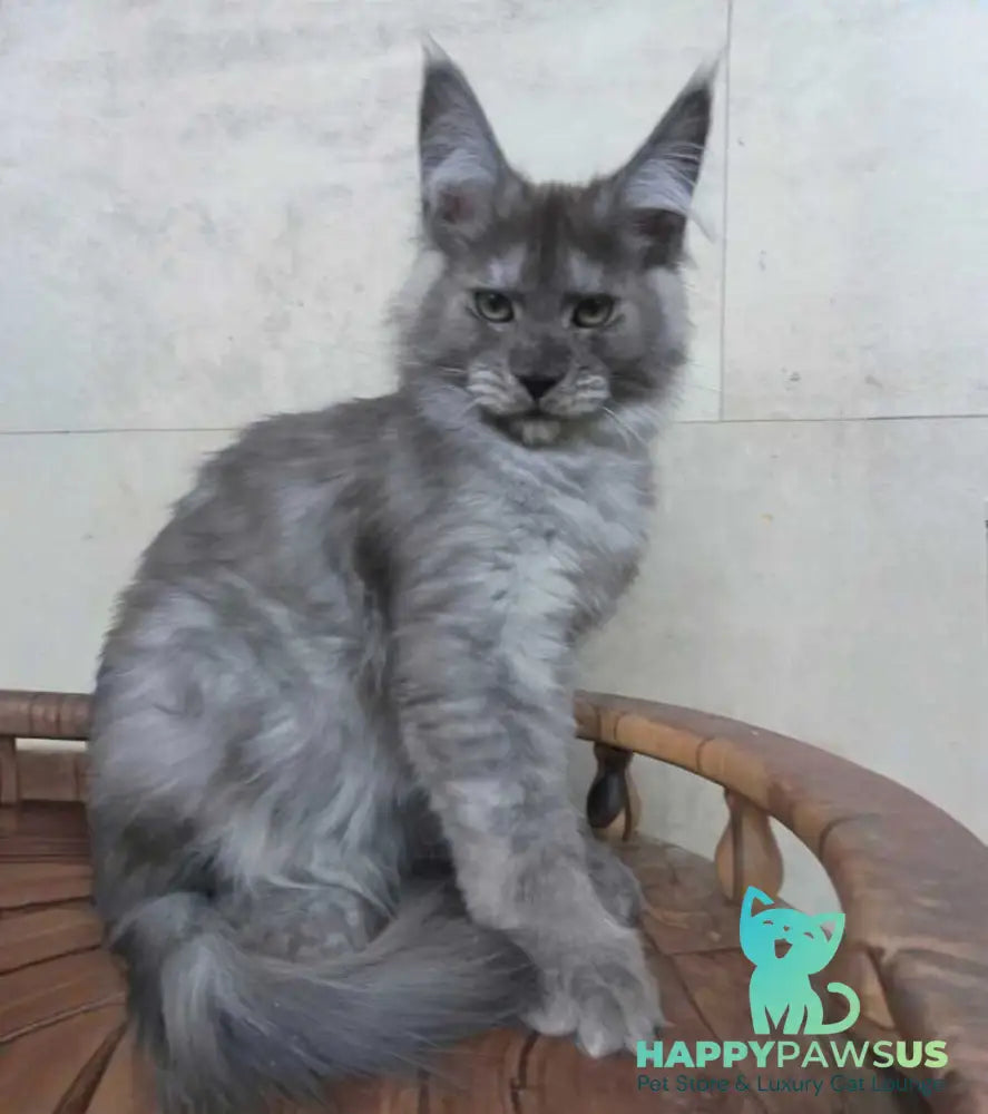 Mikki Maine Coon polydactyl male black silver - live animals