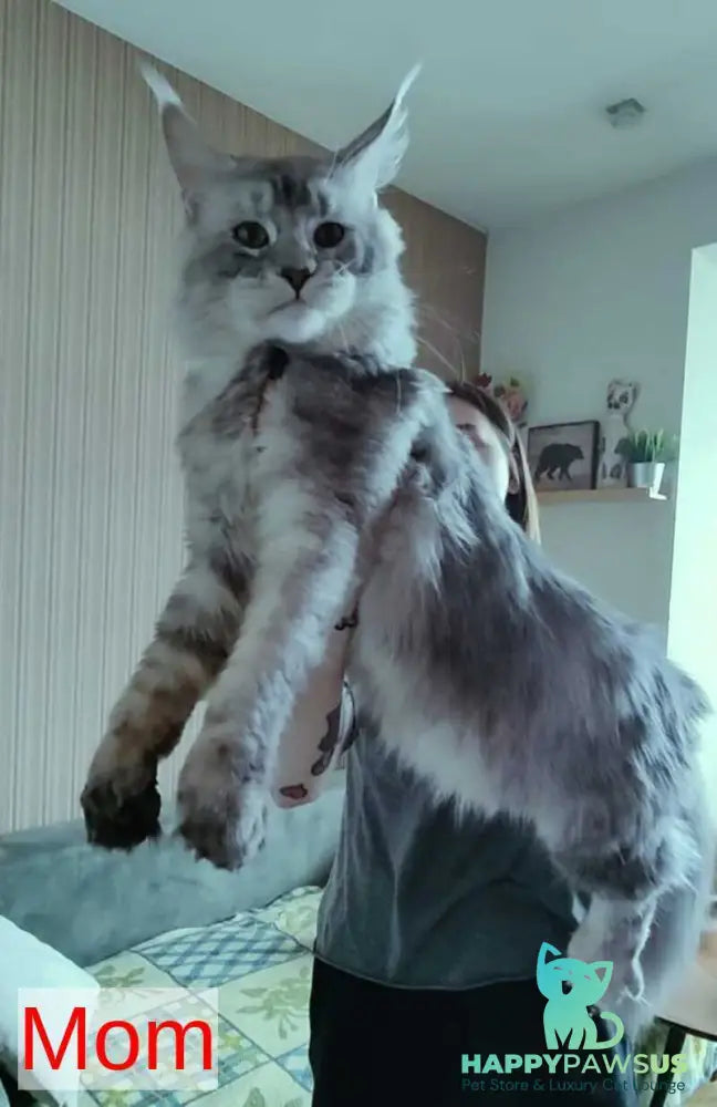 Mikki Maine Coon polydactyl male black silver - live animals