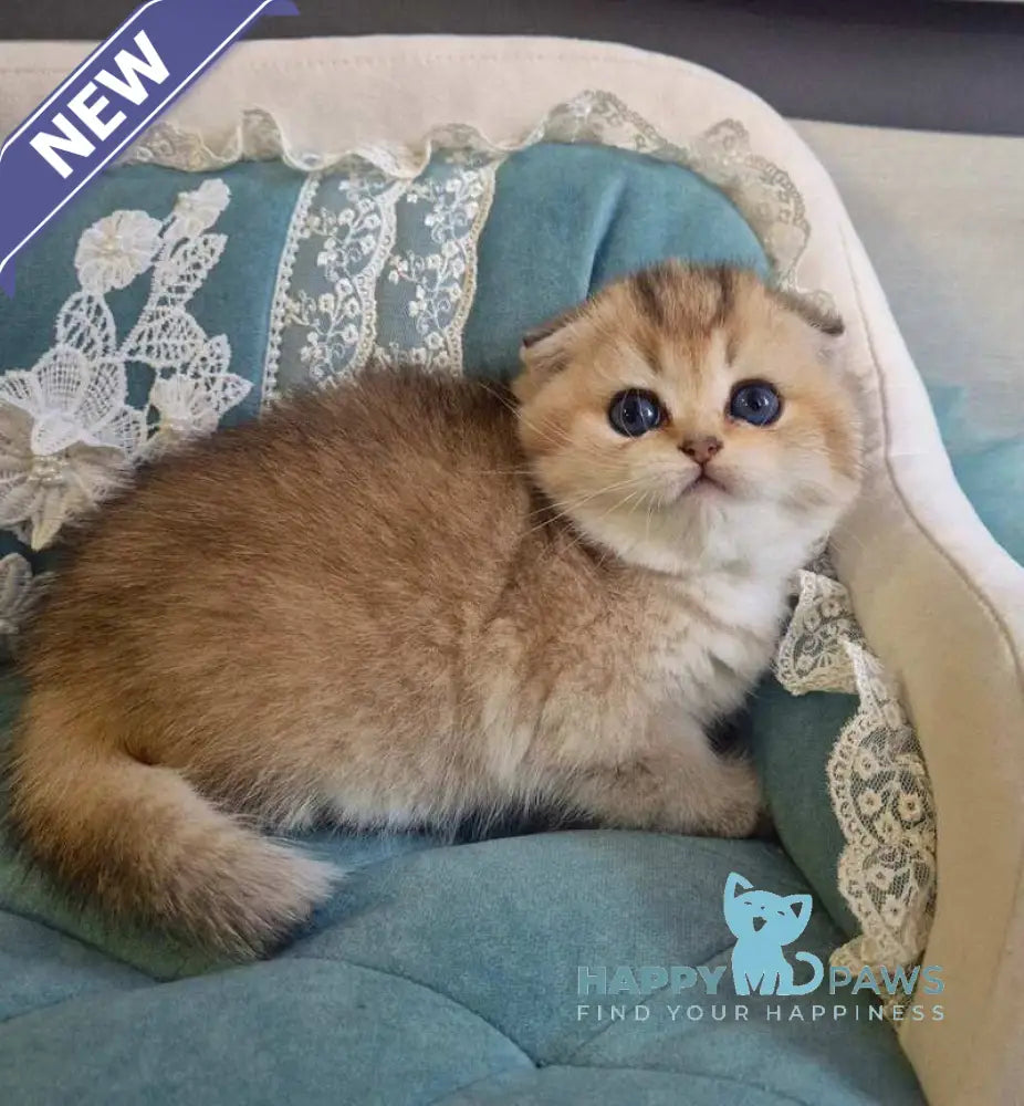 Mikkie Scottish Fold female black golden ticked tabby live animals