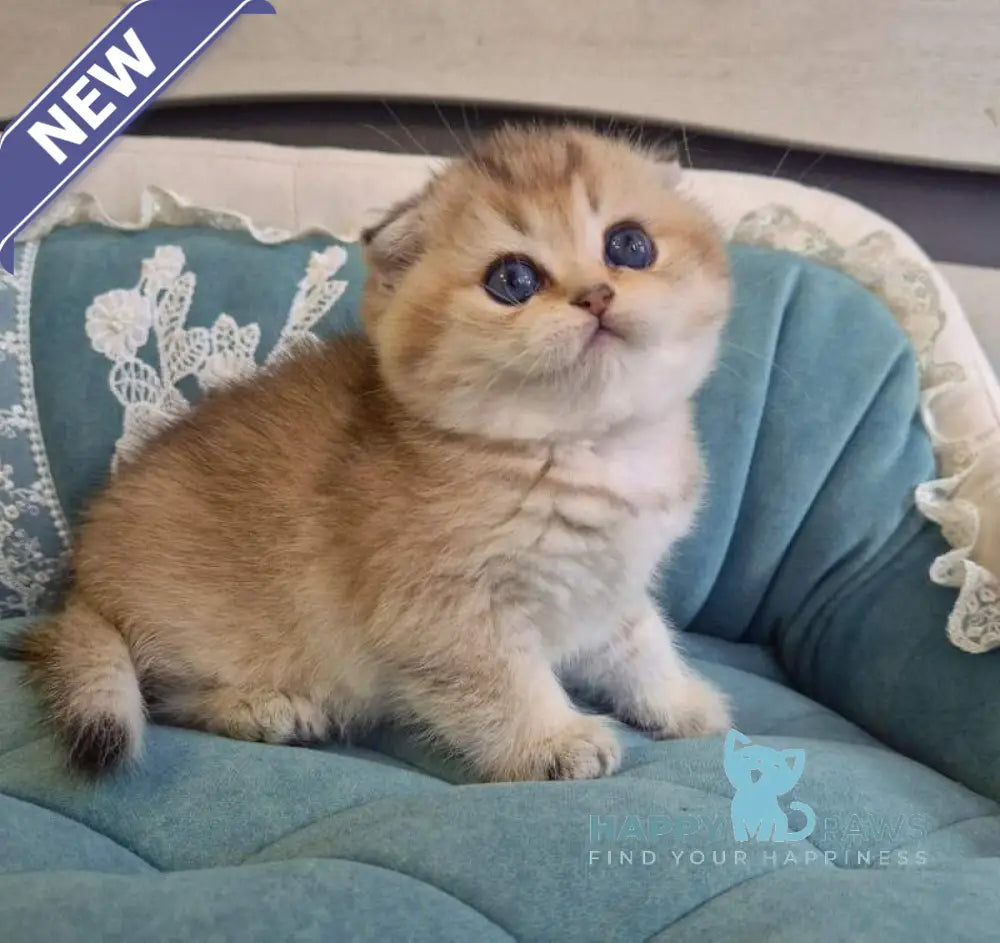 Mikkie Scottish Fold female black golden ticked tabby live animals