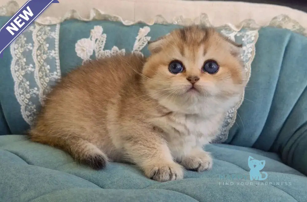 Mikkie Scottish Fold female black golden ticked tabby live animals