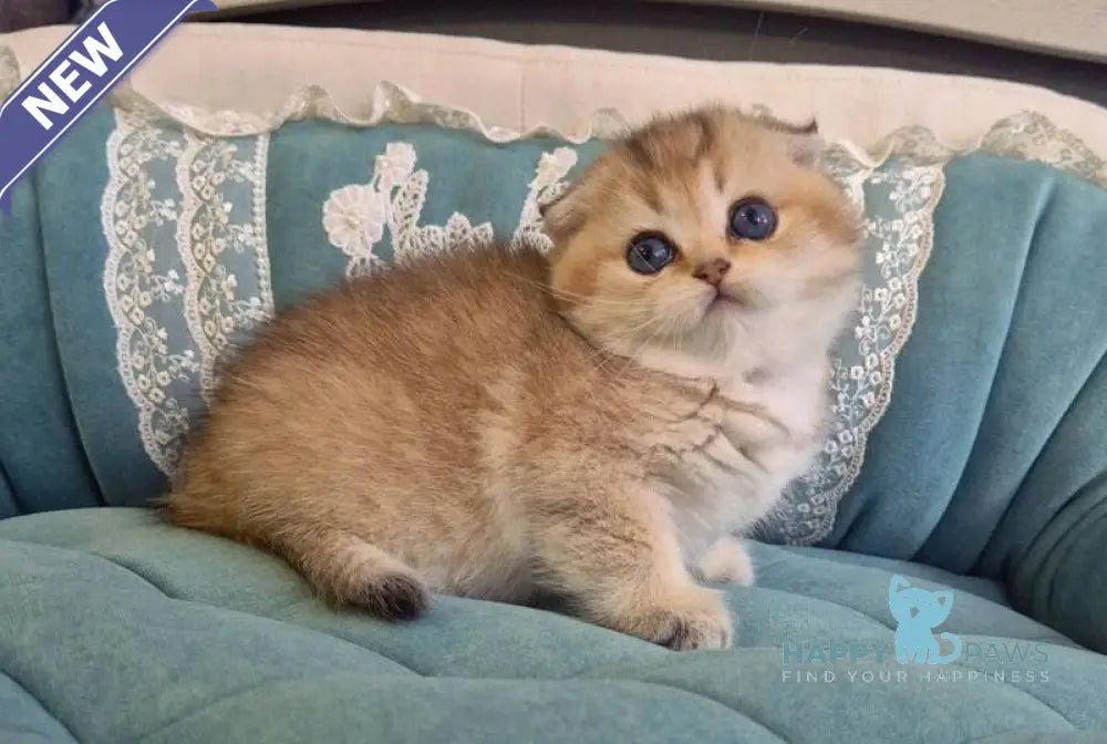 Mikkie Scottish Fold female black golden ticked tabby live animals