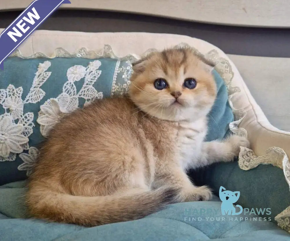 Mikkie Scottish Fold female black golden ticked tabby live animals